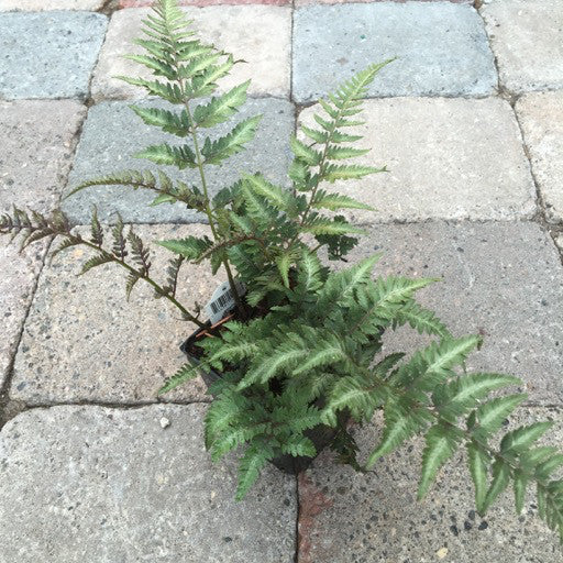 Athyrium niponicum 'Pictum' 4 inch