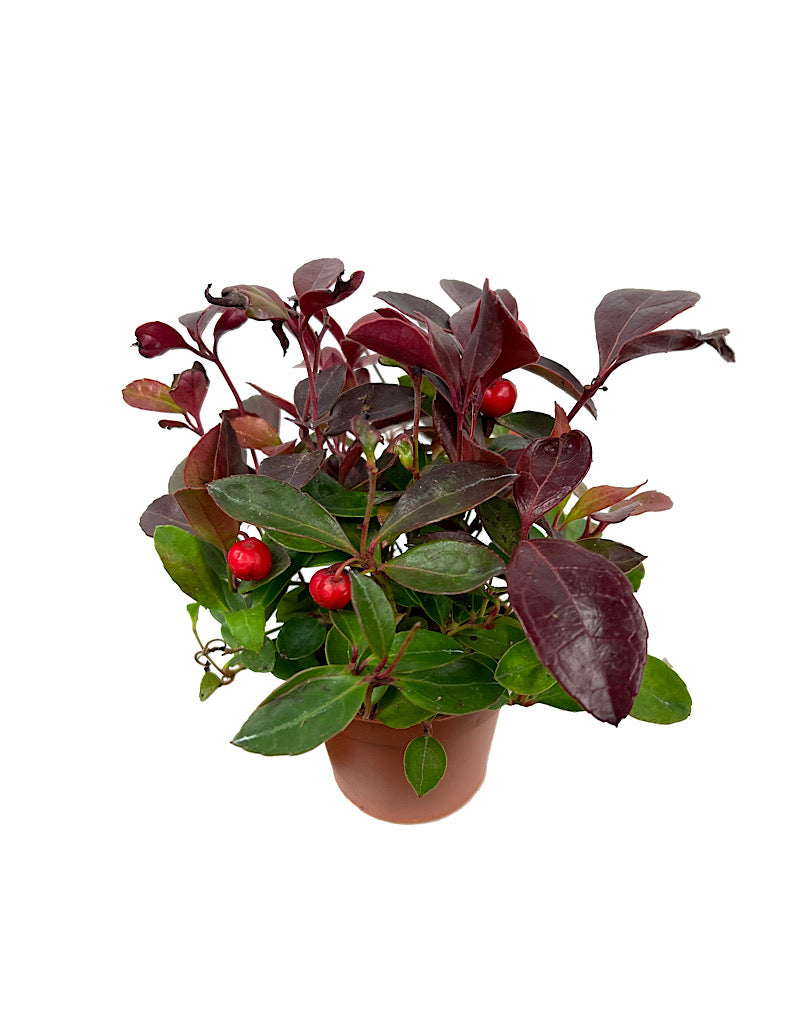 Gaultheria procumbens 2 Inch