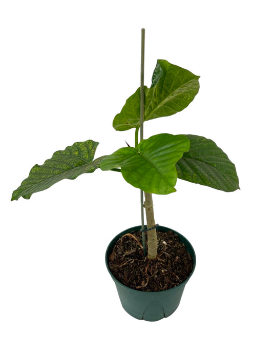 Ficus umbellata 6 Inch