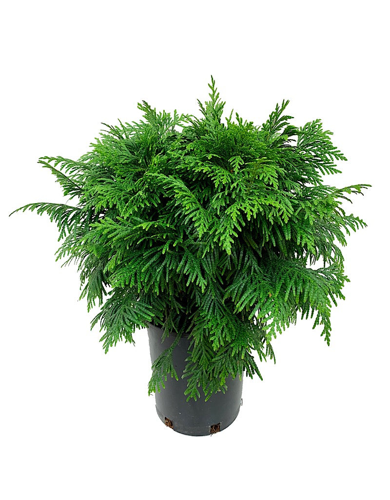 Thuja plicata 'Grune Kugel'  1 gal