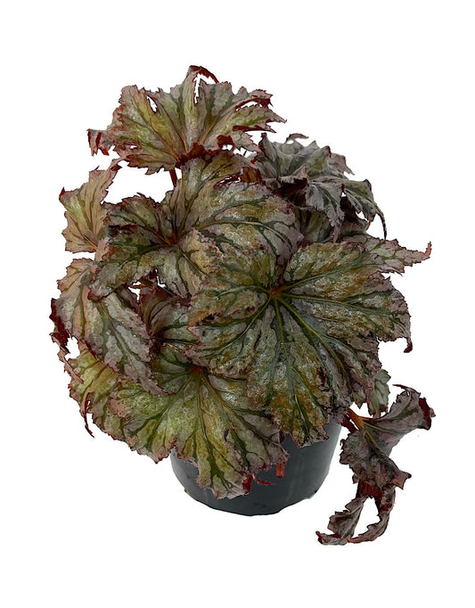 Begonia 'Garden Angel Plum' 6 Inch