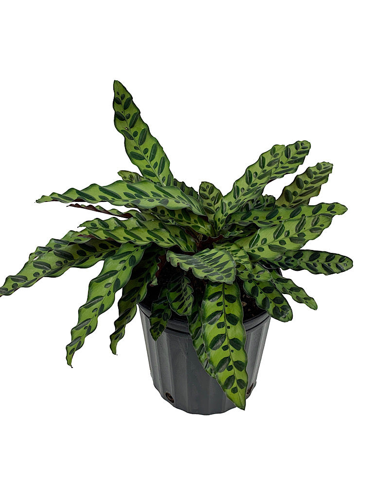 Calathea lancifolia