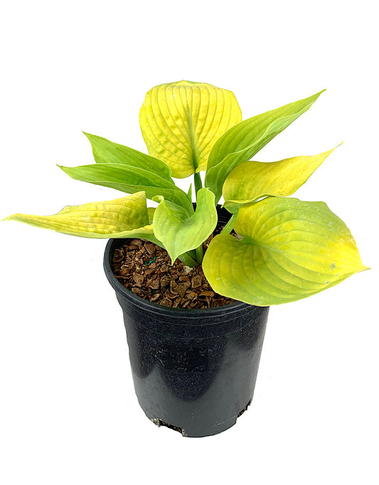 Hosta 'City Lights' 1 Gallon