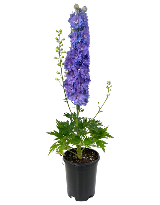 Delphinium 'DG Shelby' 1 Gallon