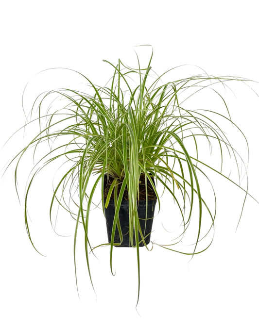 Carex 'Feather Falls' 1 Gallon