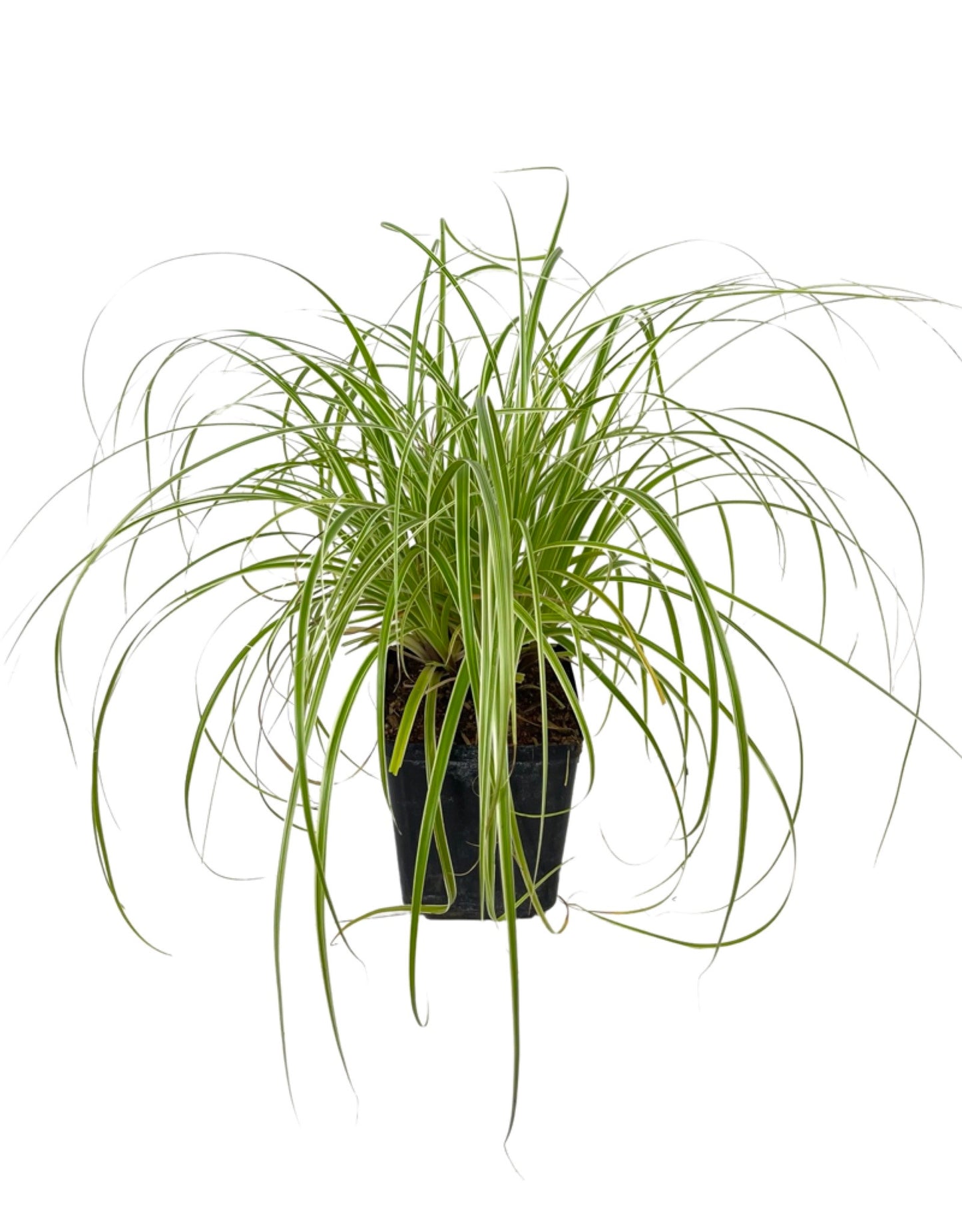 Carex oshimensis 'Feather Falls'