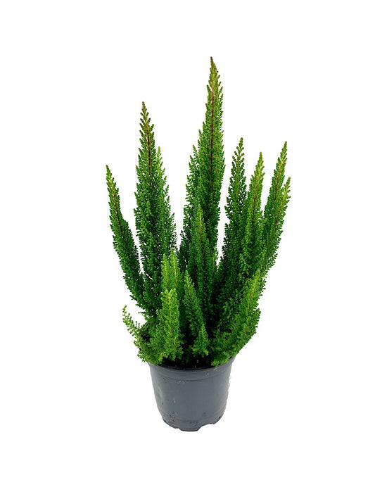 Calluna vulgaris 'Stockholm' 4 Inch