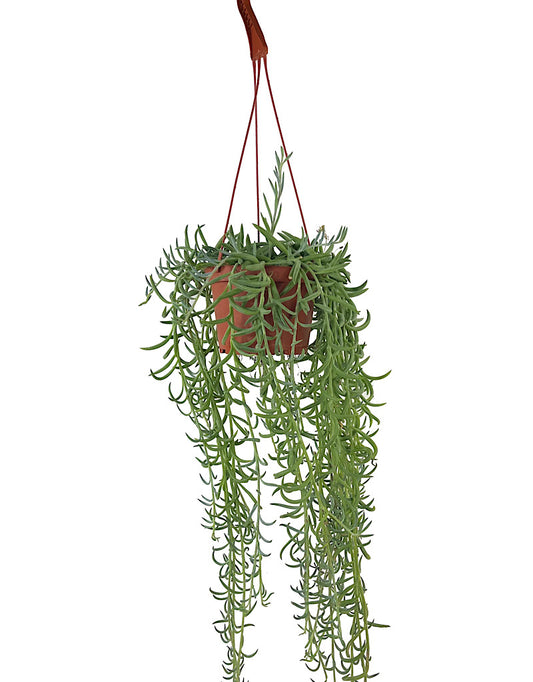 Senecio radicans 6 Inch Hanging Basket