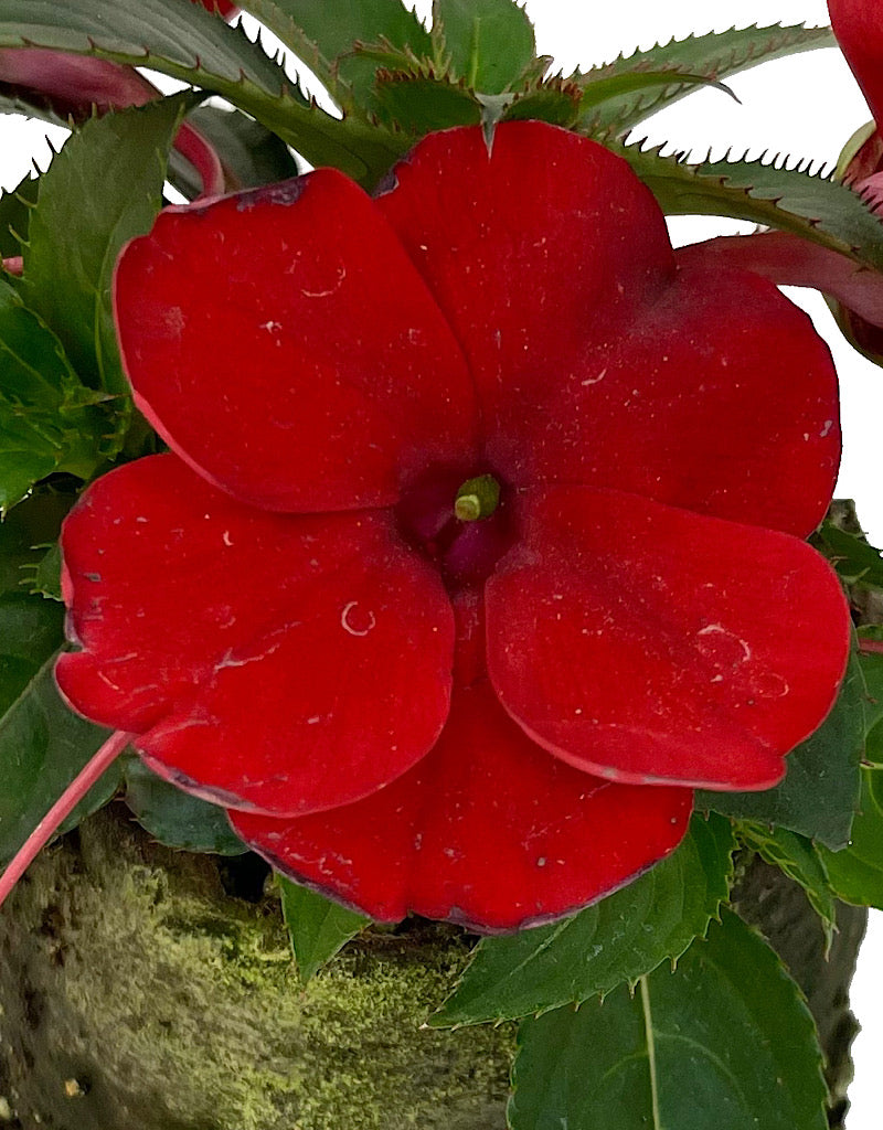 Sunpatiens  €˜Compact Deep Red  4 Inch