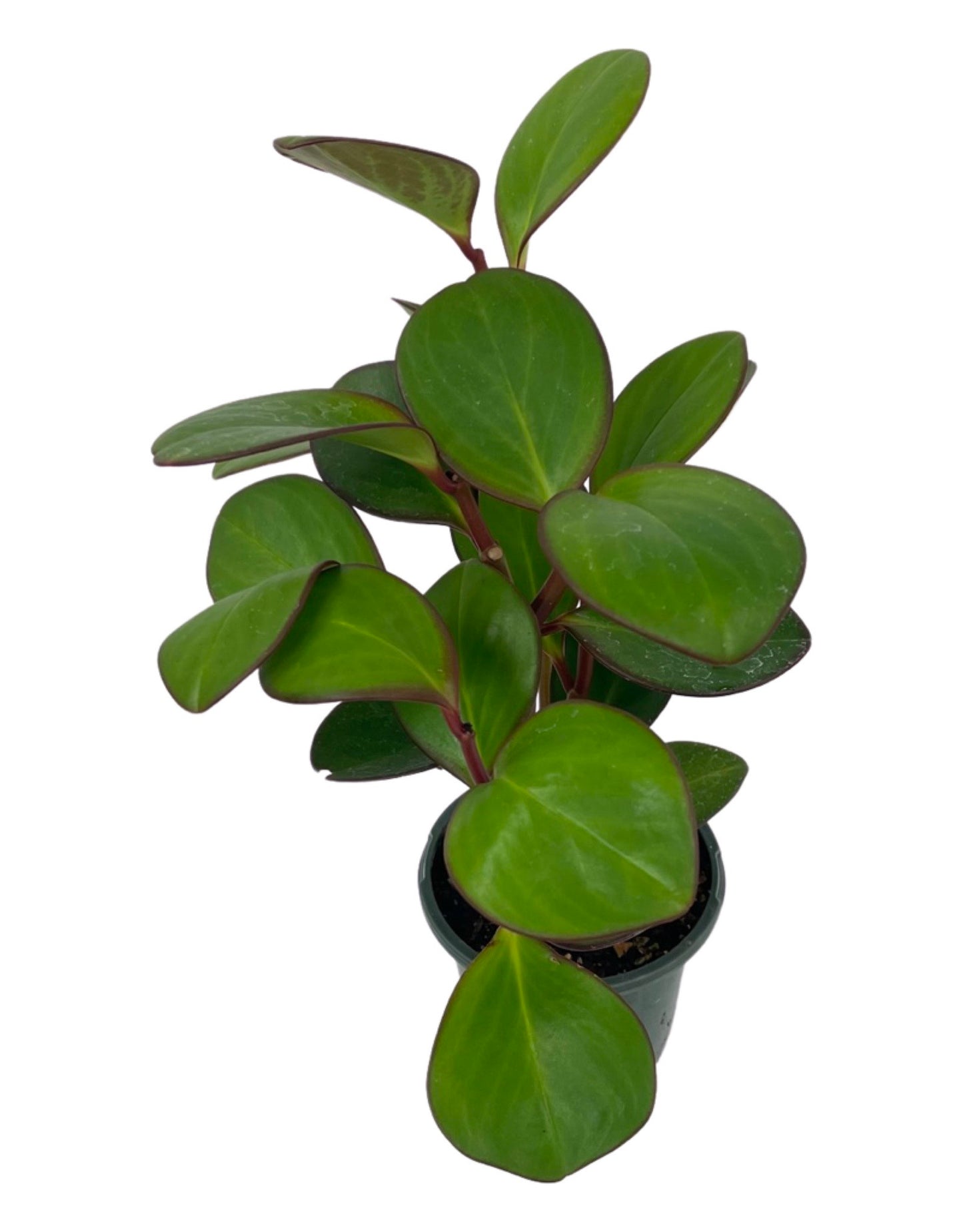 Peperomia 'Obtipan Emerald Isle' quart