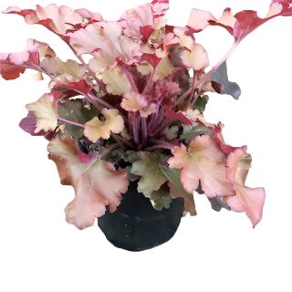 Heuchera 'Cinnamon Curls' - Quart