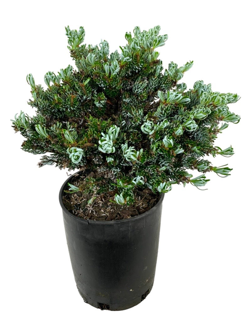 Abies koreana 'Ice Breaker' 1 Gallon