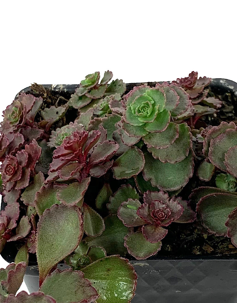 Sedum spurium 'Red Carpet' 4 inch