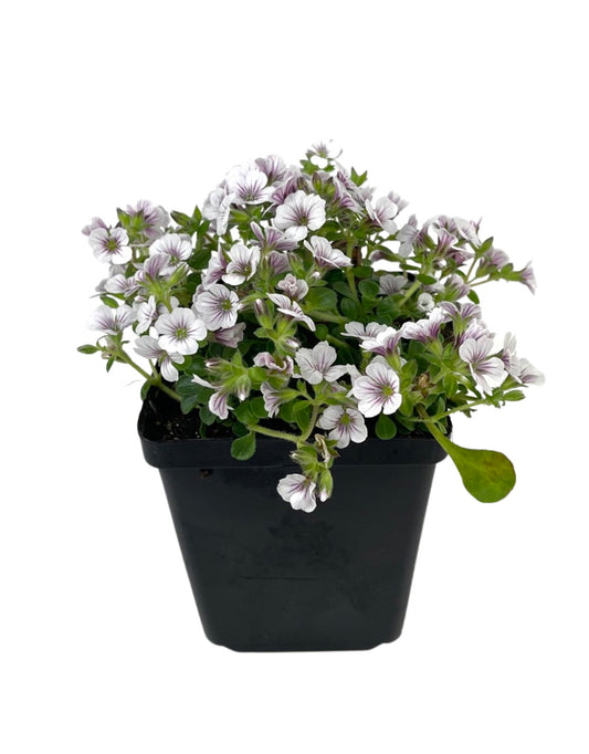 Gypsophila cerastoides 4 Inch