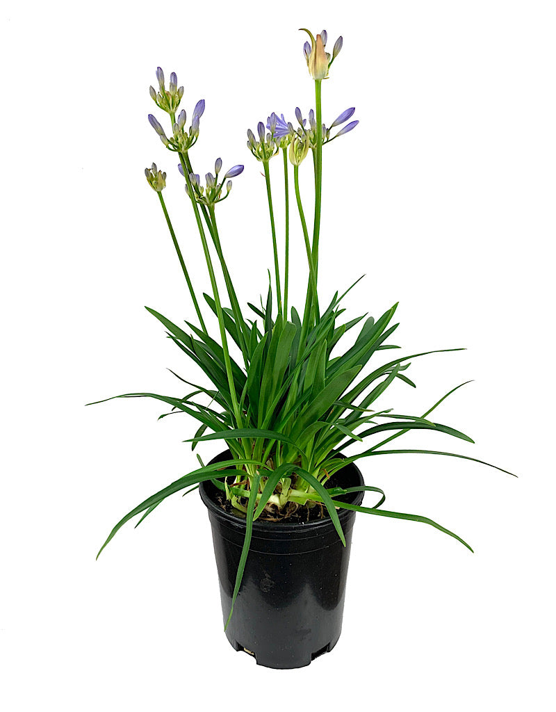 Agapanthus praecox orientalis 'Baby Pete' 1 Gallon