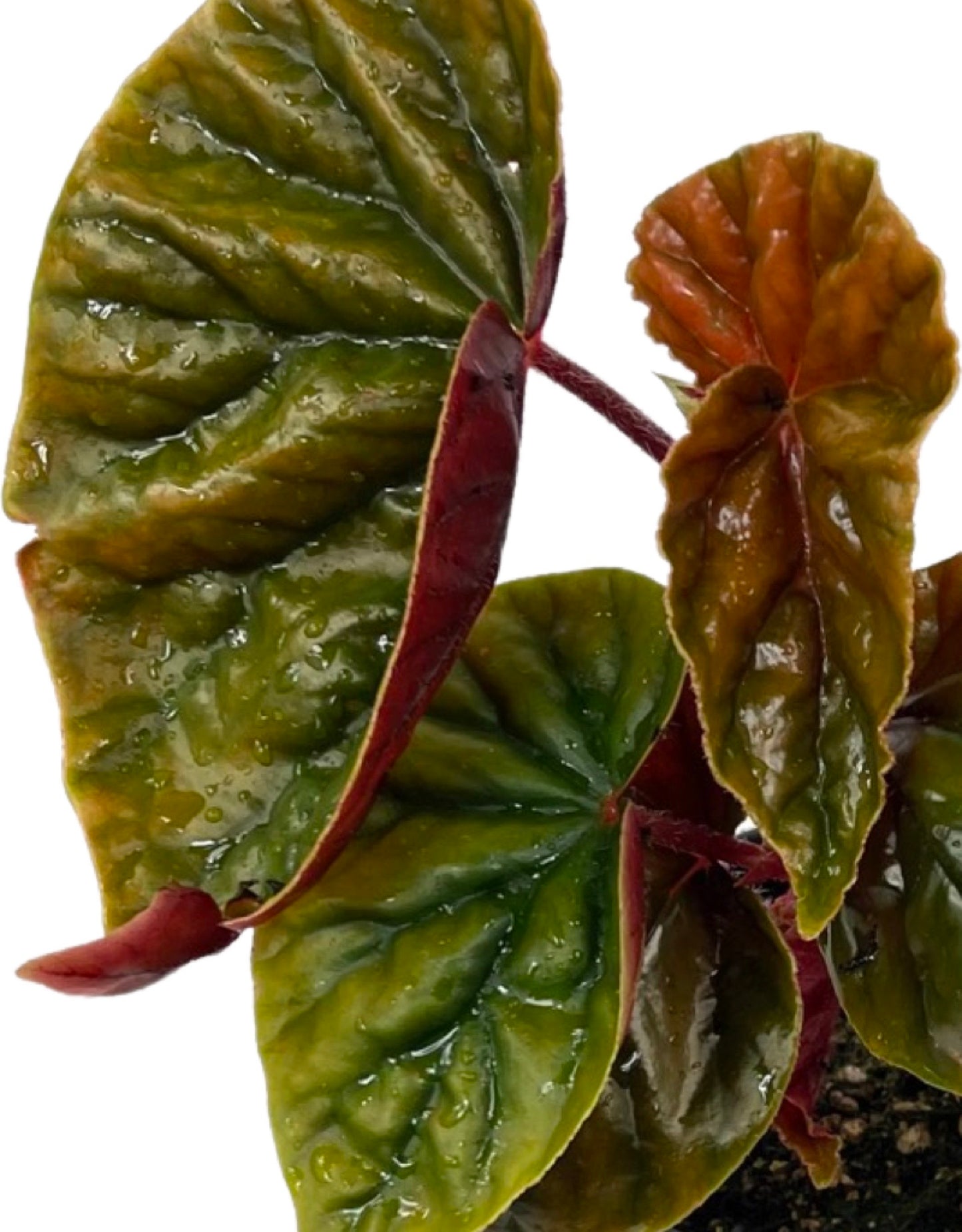 Begonia 'Thurstonii Elephant Ear' 1 Gallon