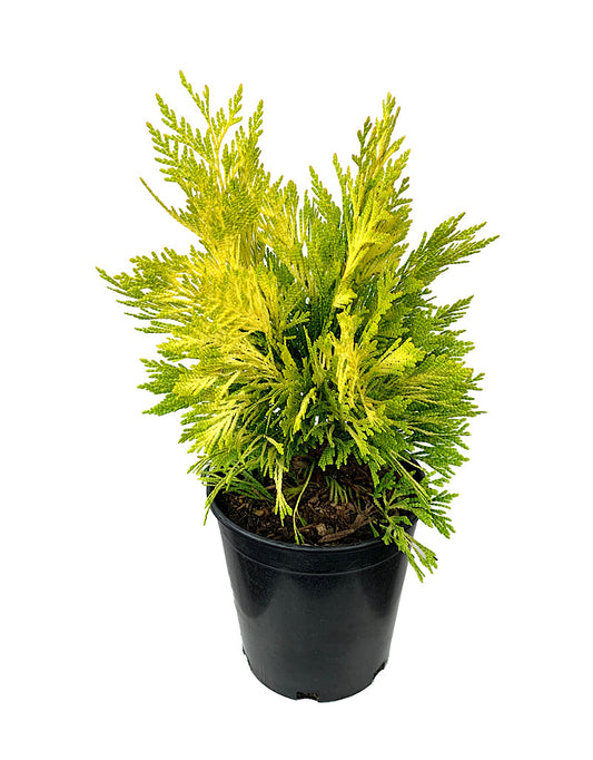 Thuja plicata '4ever Goldy' 1 Gallon