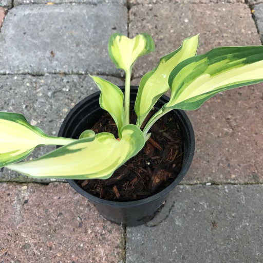 Hosta 'Moonstruck' Quart