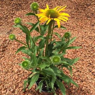 Echinacea 'Now Cheesier' 1 gal