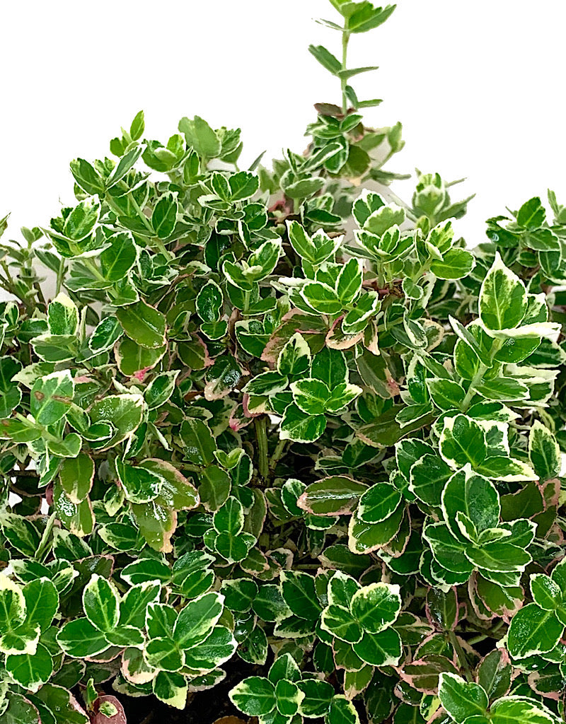 Euonymus f. 'Emerald Gaiety' 1 Gallon