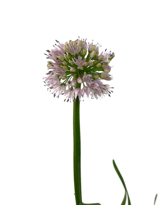 Allium 'Big Beauty' Quart