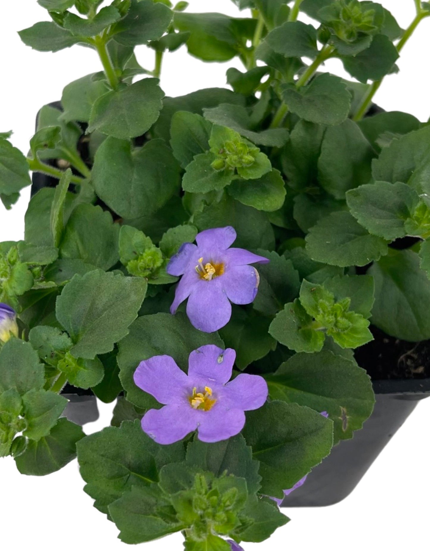 Bacopa  €˜MegaCopa Blue  4 Inch