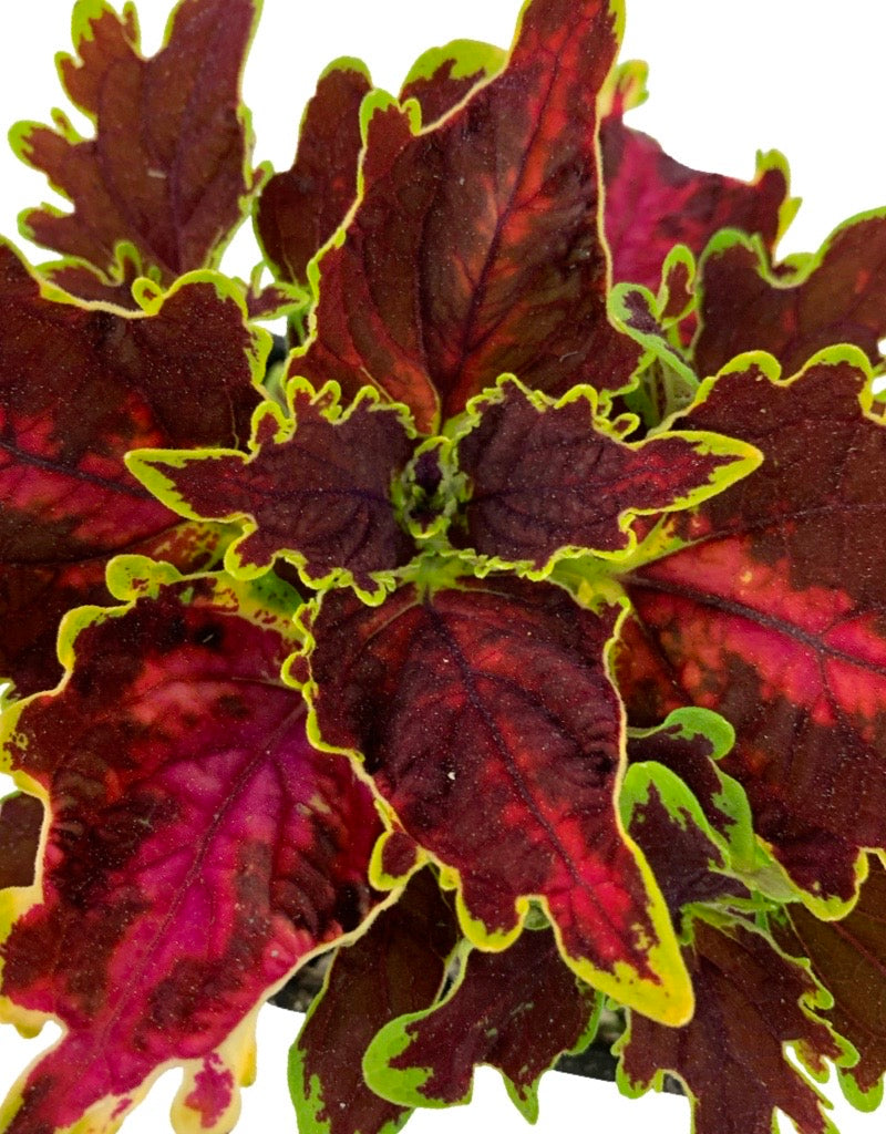 Coleus 'Solar Flare' 4 Inch