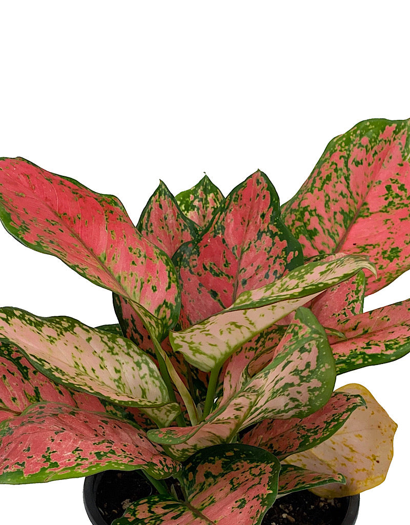 Aglaonema commutatum  €˜Red Valentine  6 Inch