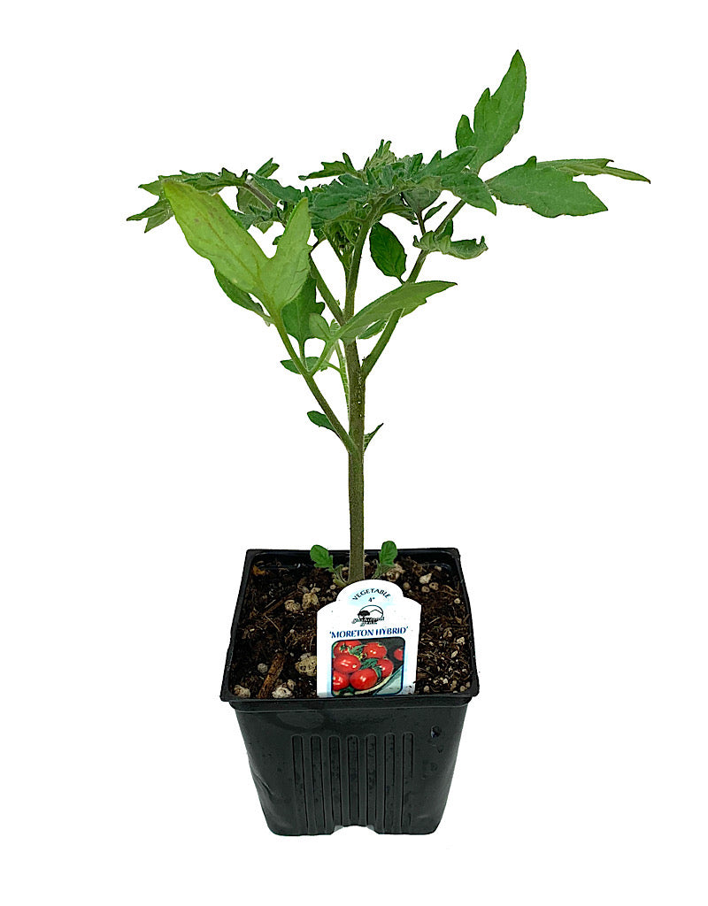 Tomato 'Moreton Hybrid'  4 inch