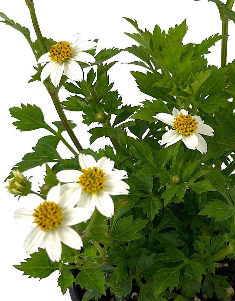 Bidens 'White Delight' 4 Inch