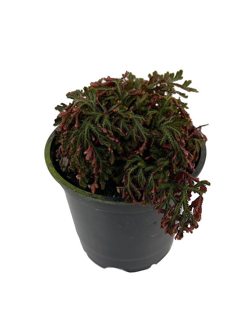 Selaginella erythropus  sanguinea  €˜Ruby Red  4 Inch