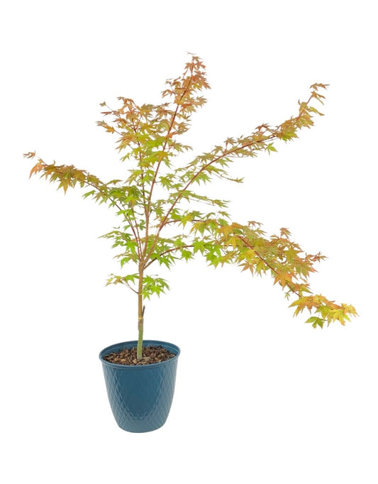 Acer palmatum 'Sango Kaku' 10 Inch