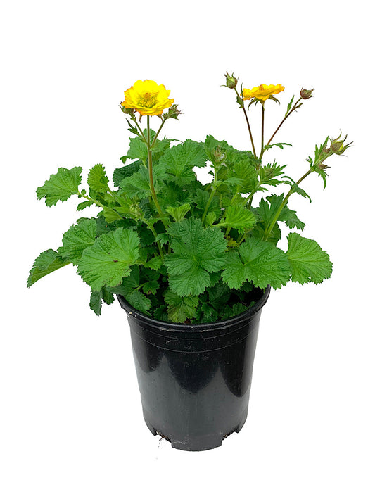 Geum 'Mango Lassi' 1 Gallon