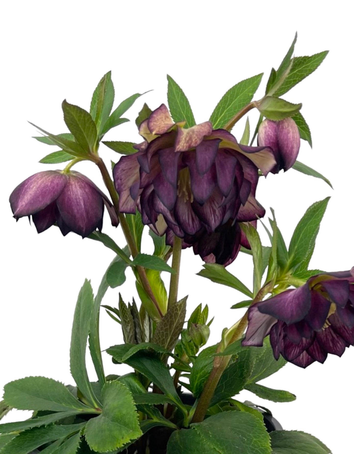 Helleborus North Star 'Garnet Frills' 1 Gallon