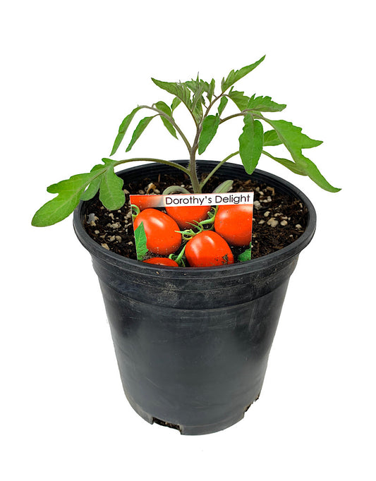 Tomato 'Dorothy's Delight' 1 Gallon