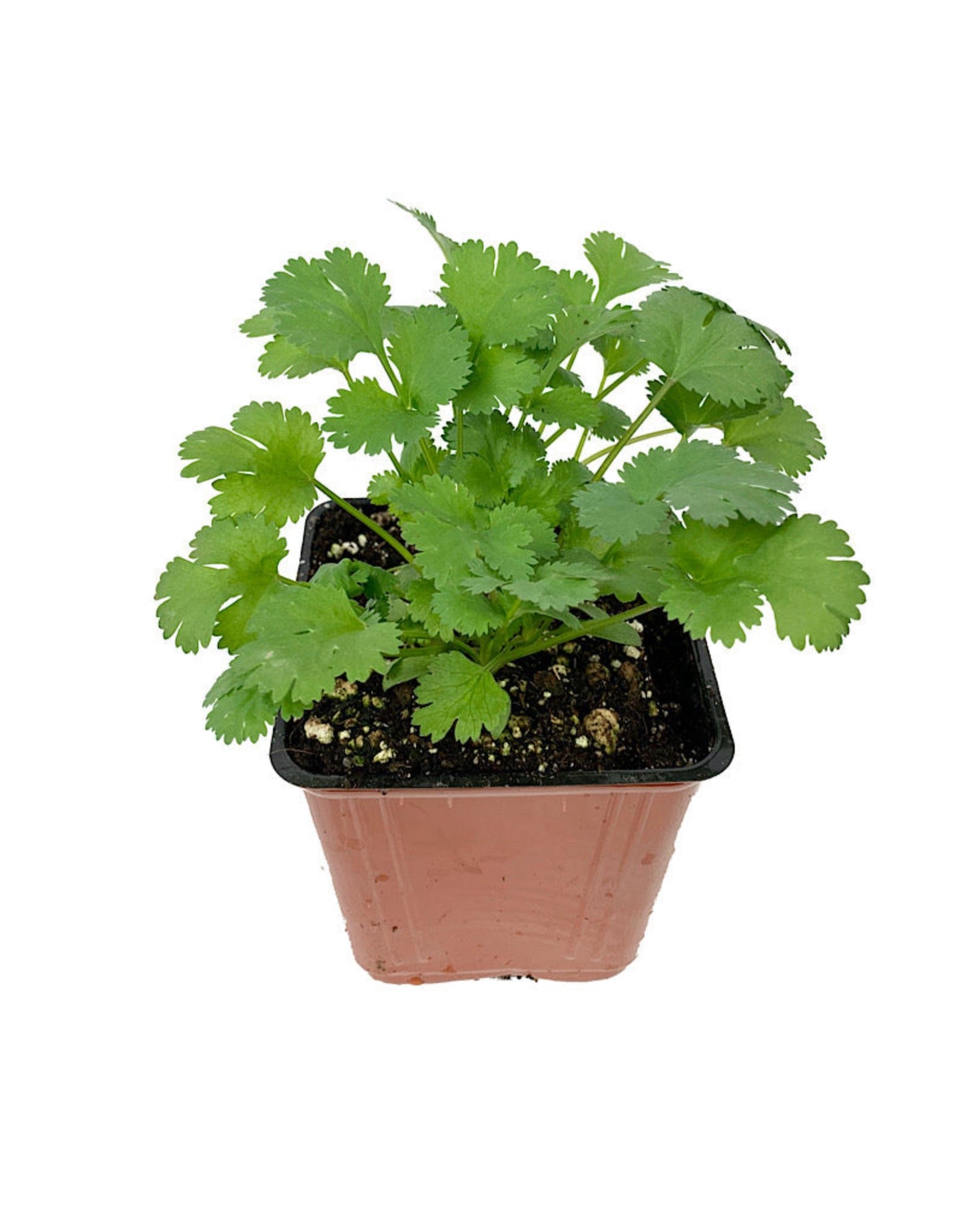 Cilantro 'Santo'