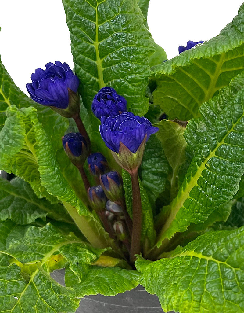 Primula prima belarina Blue Champion Quart