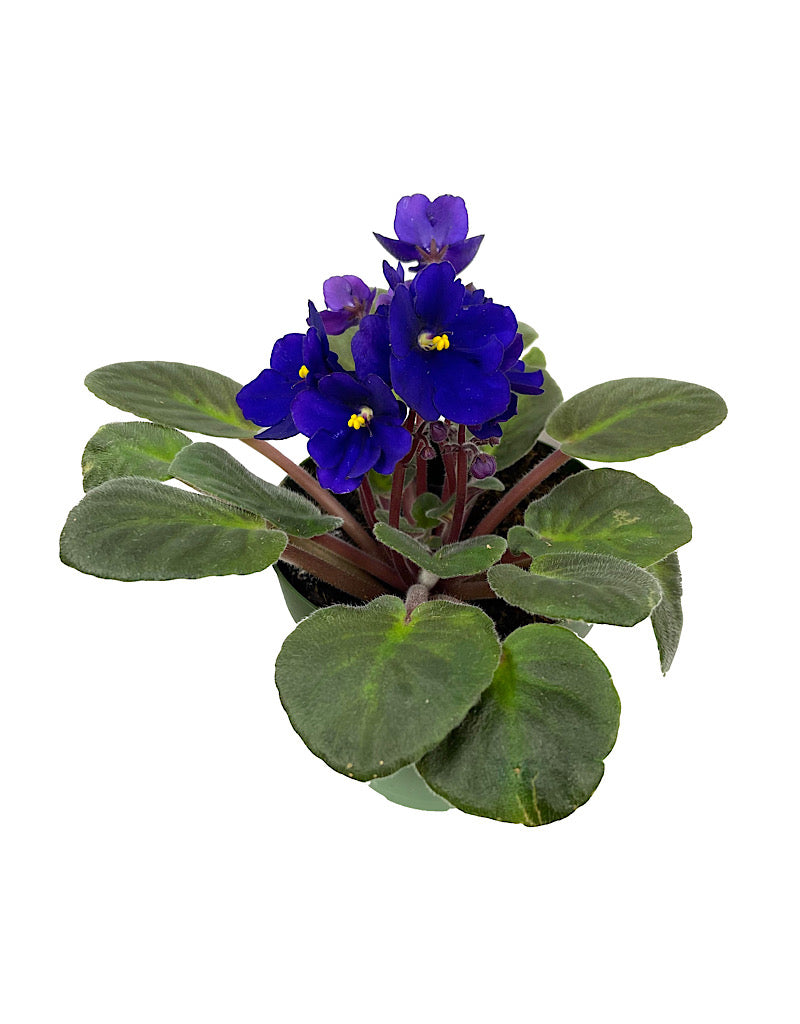 Streptocarpus 4 Inch