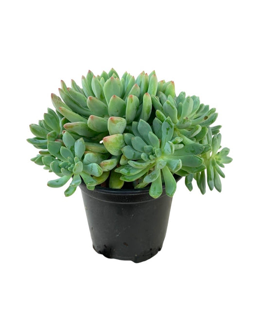 Sedum pachyphyllum Quart