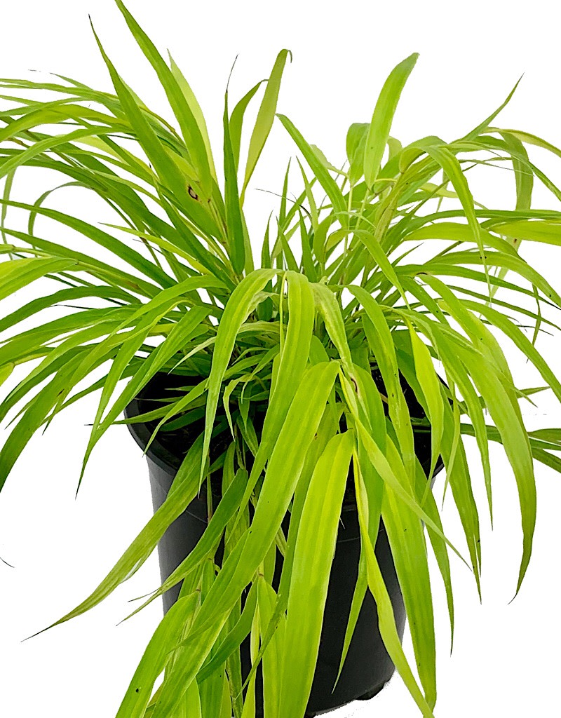 Hakonechloa macra 'Sunflare'