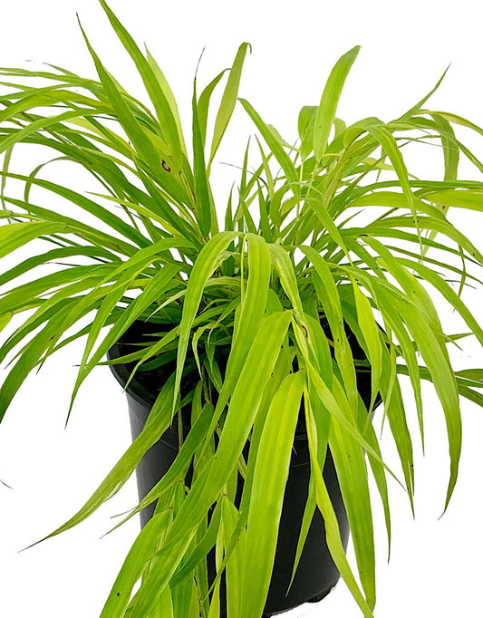 Hakonechloa macra 'Sunflare' 4 Inch