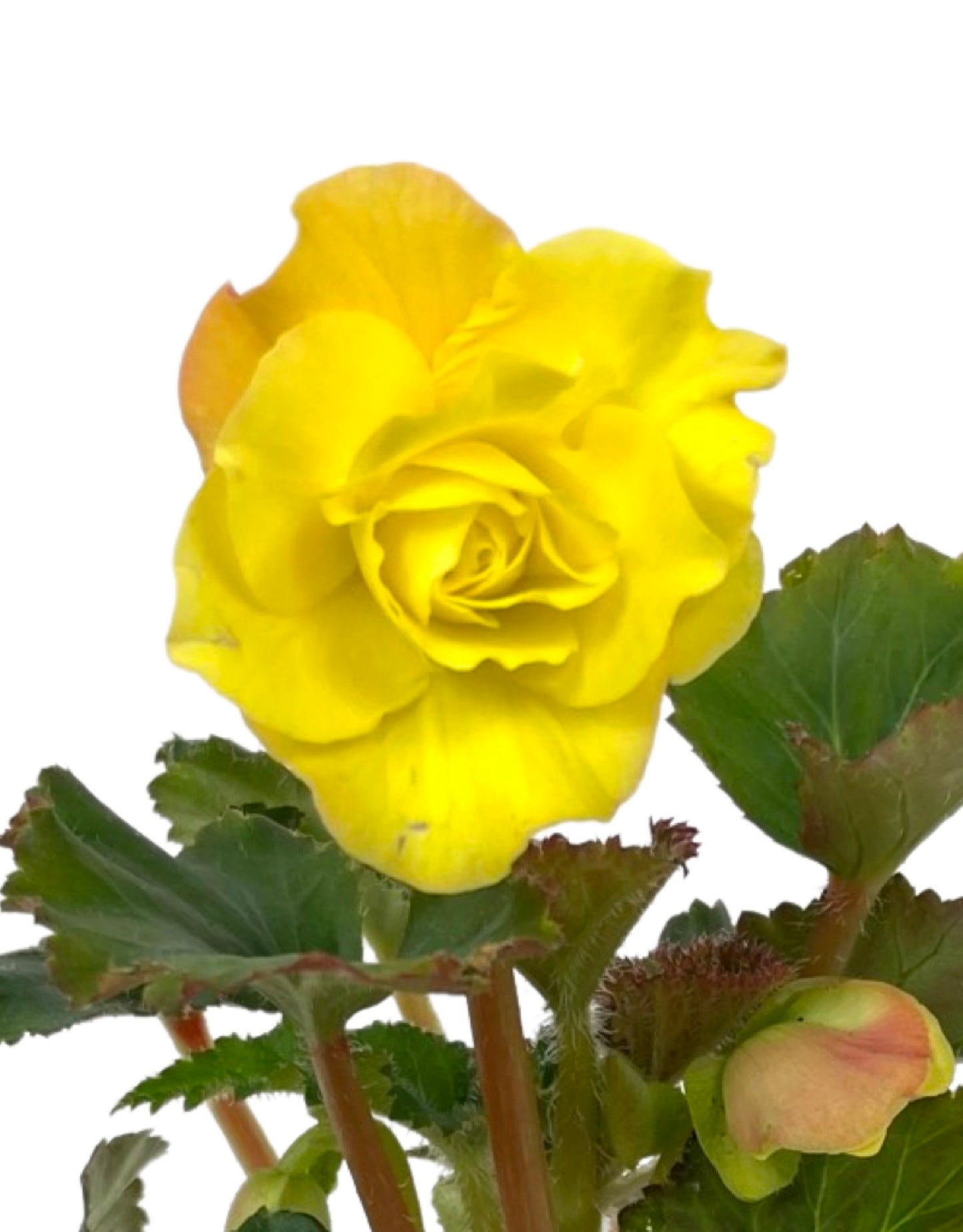 Begonia 'Nonstop Yellow'  4 inch