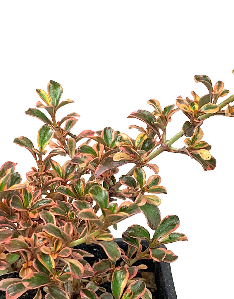 Coprosma 'Fireburst' 4 inch