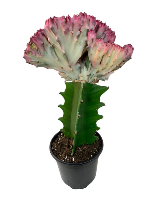 Euphorbia lactea crest Quart