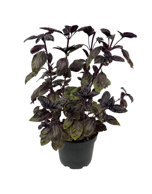 Basil 'Amethyst' 6 Inch