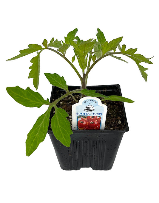 Tomato 'Bush Early Girl' 4 Inch