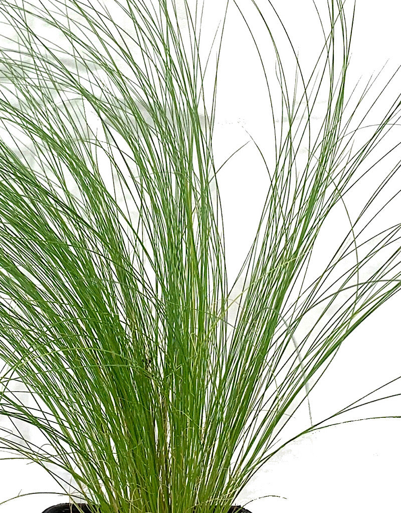 Stipa tenuissima 'Pony Tails' 4 inch