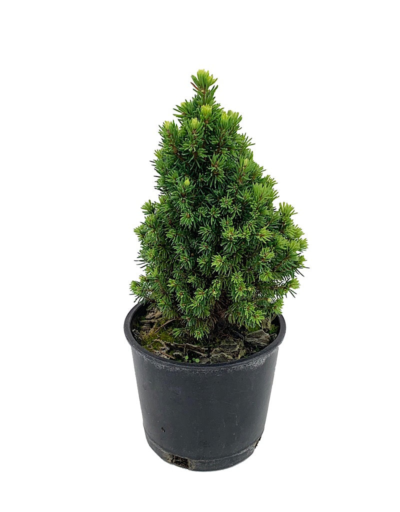 Picea glauca 'Pixie Dust' 4 Inch