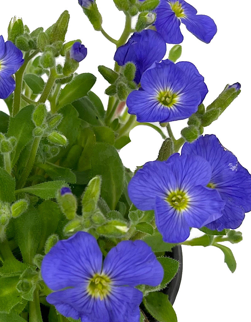 Aubrieta 'Axcent Light Blue' Quart