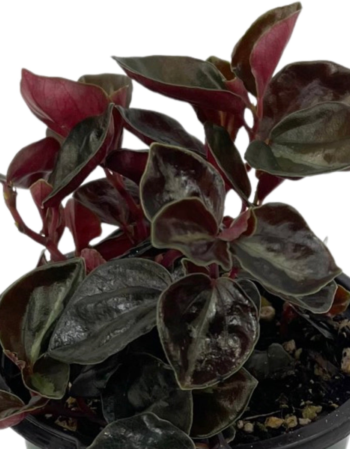 Peperomia 'Metallica' Quart